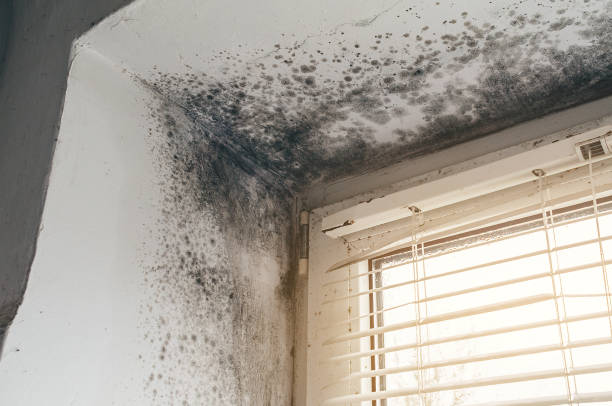 Affordable Basement Mold Removal solutions in Lincoln University, PA